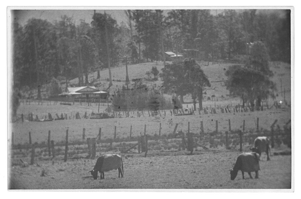 Cattle grazing with farm buildings