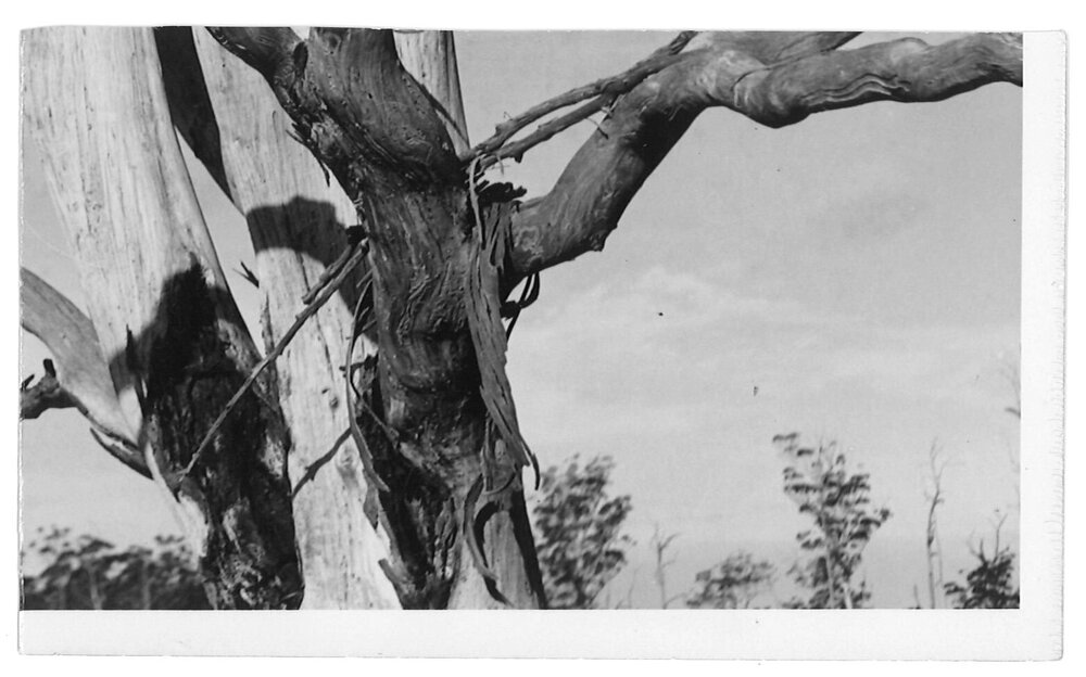 Tree trunk shedding bark