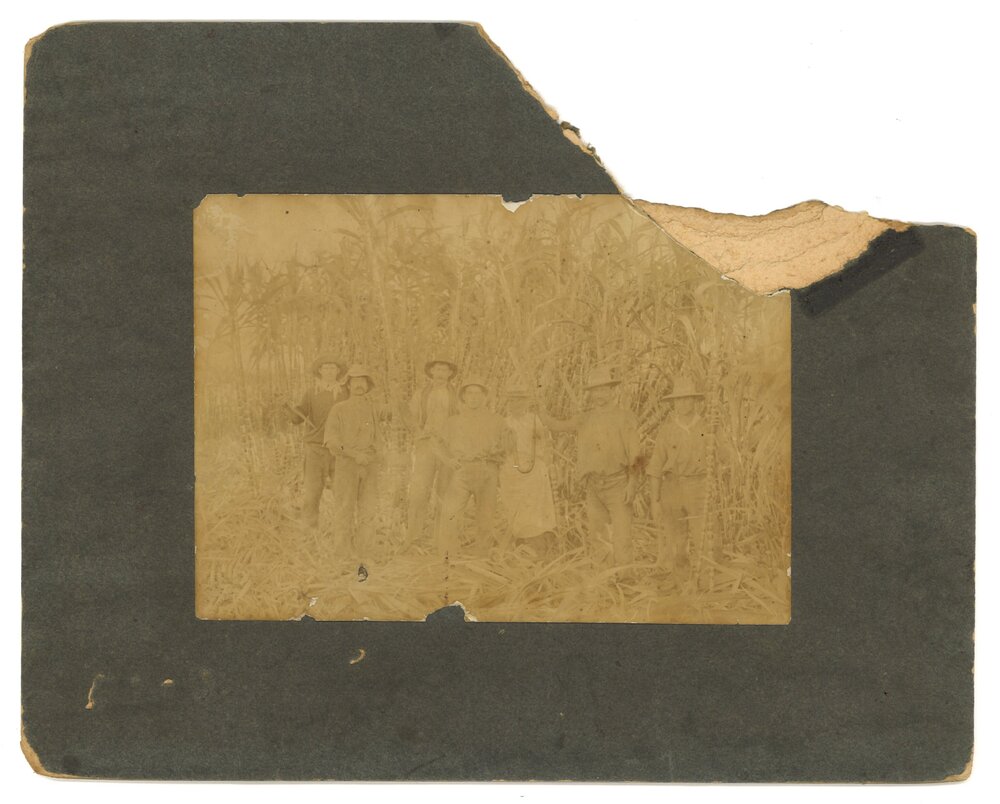 Sugarcane cutters, Korora, 1902