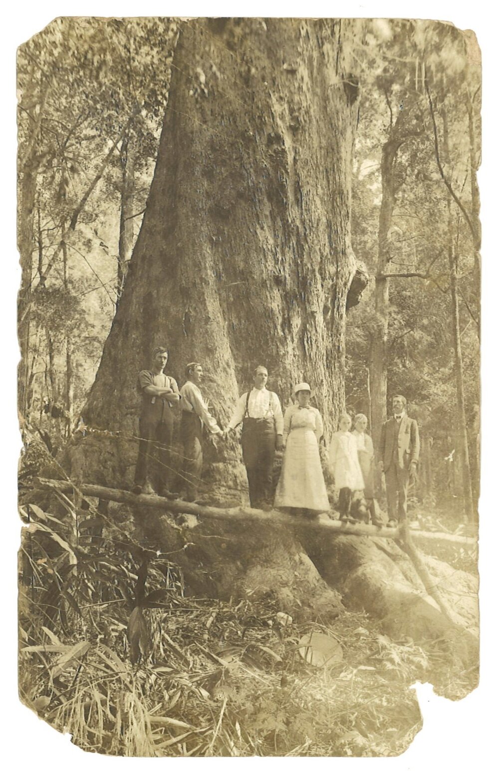 Blackbutt tree with sawyers and England family, North Boambee, 1915-1917