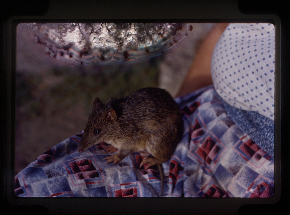 Southern Brown Bandicoot