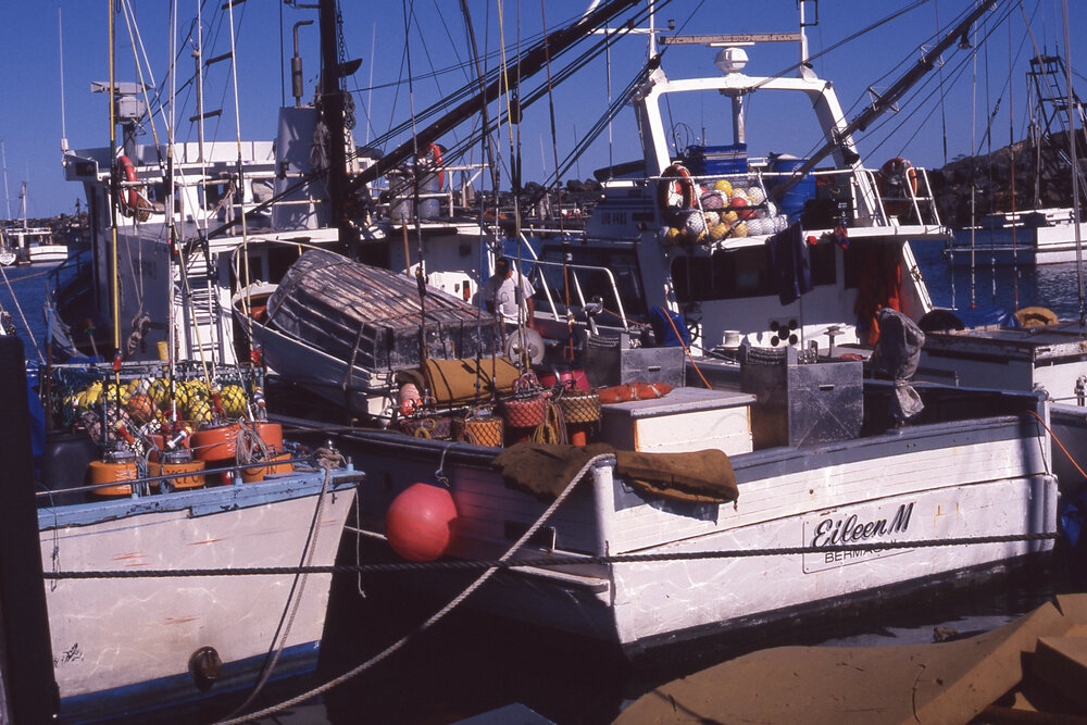 Boats at the Marina