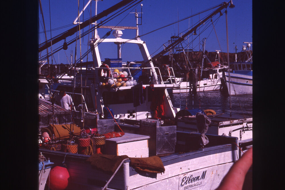 Boats at the Marina