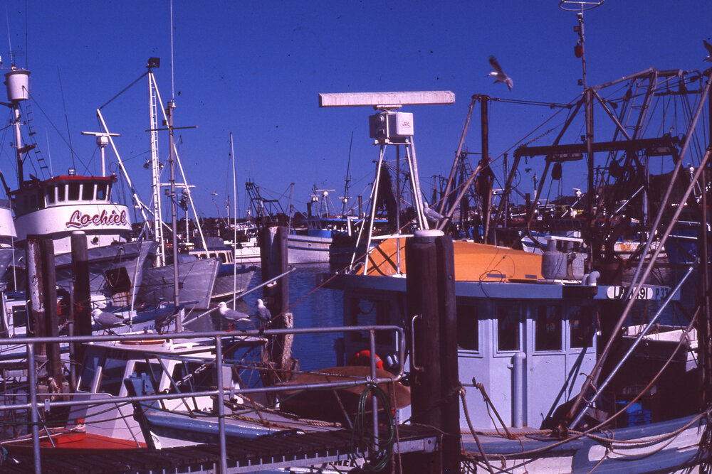 Boats at the Marina