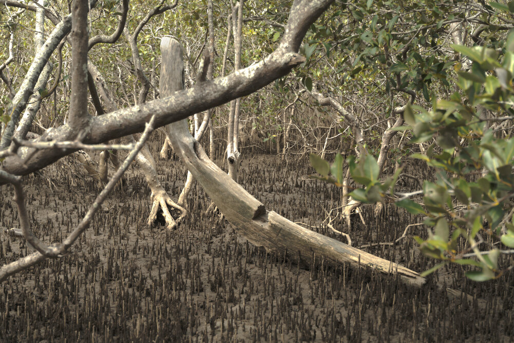 Long Boat Skeleton, Coffs Creek