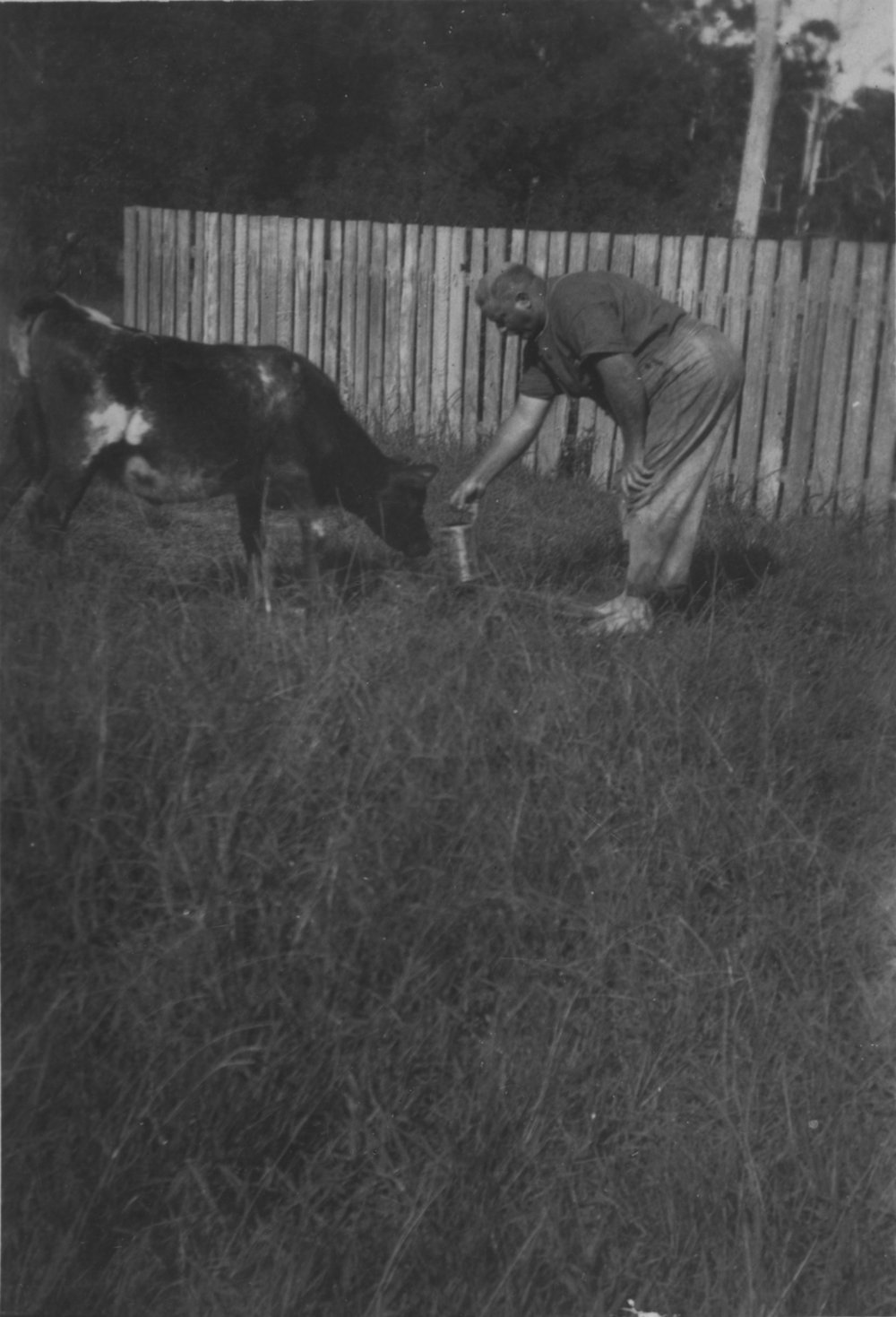 Mr England and Mona the calf, c. 1930s