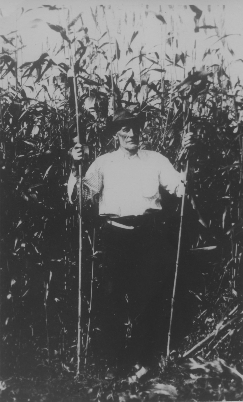 August Nelson with his sorghum crop, c. 1920s
