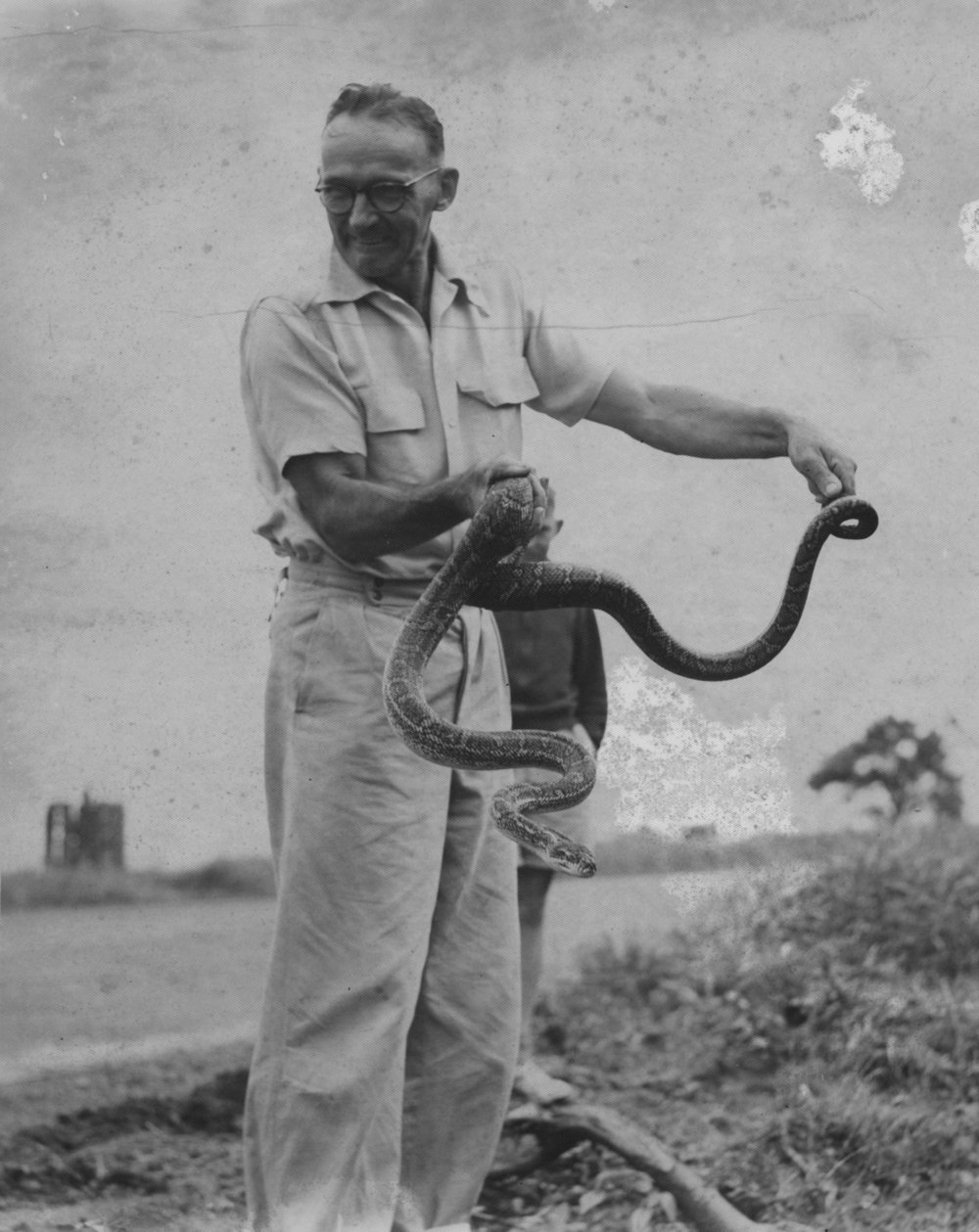Ed Hamey holding a carpet snake, c. 1957 