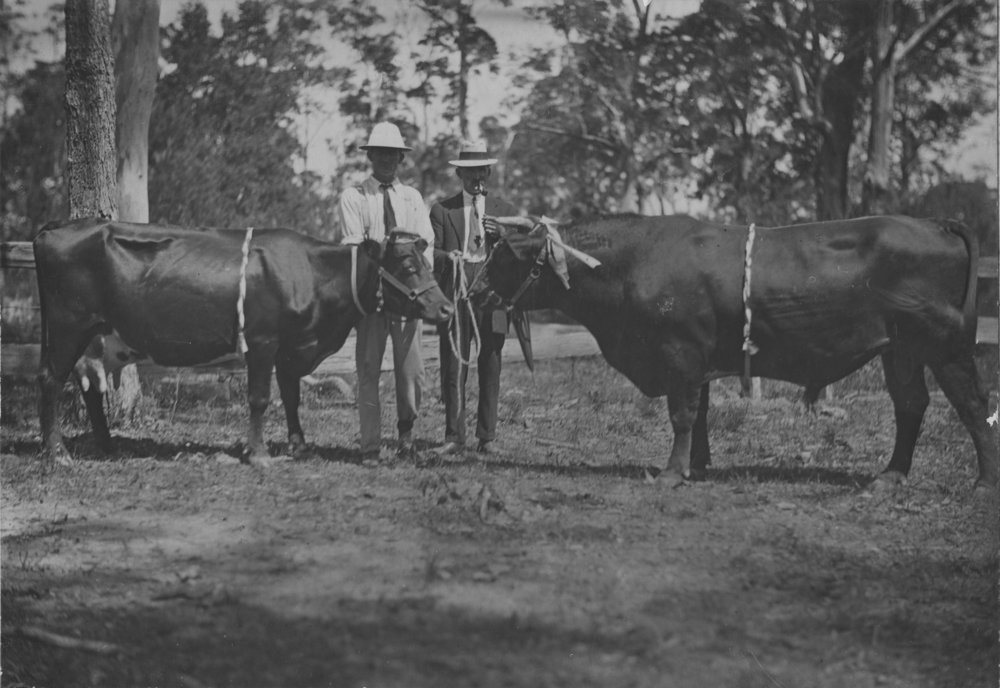 Charles Sharp and William Ziems with prize-winning cattle at an agricultural show, 1920