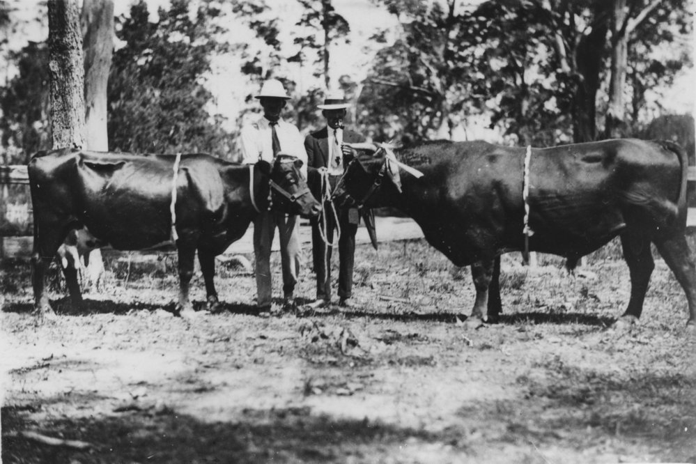 Charles Sharp and William Ziems with prize-winning cattle, c. 1920