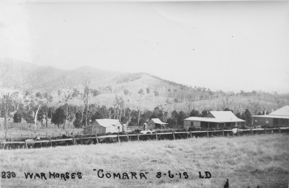 War horses, 8 June 1915