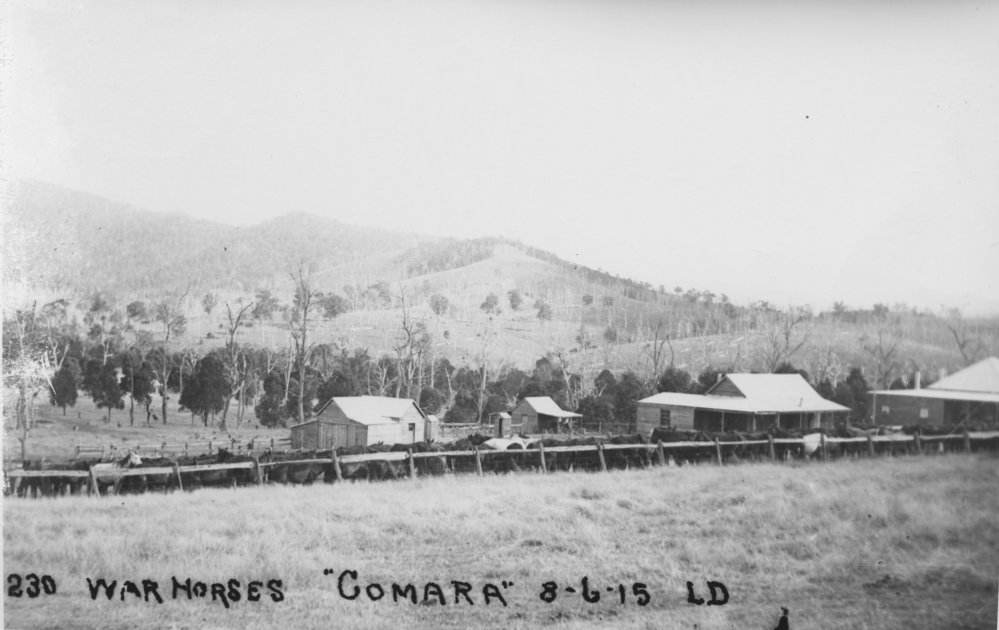 War horses to be sent to the Front, 8 June 1915