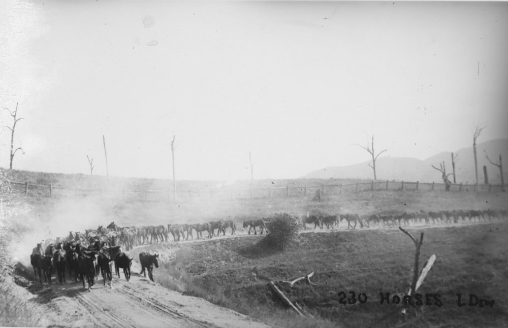 230 war horses on a dusty road, June 1915