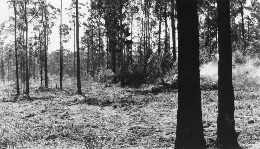 Clearing land at Orara High School, 1972 