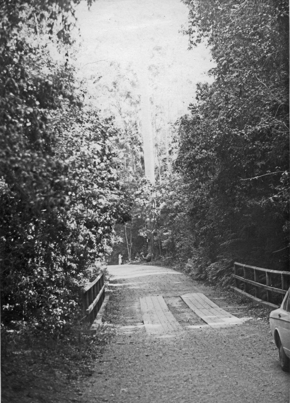 Looking towards the Vincent Tree in Bruxner Park, c.1961