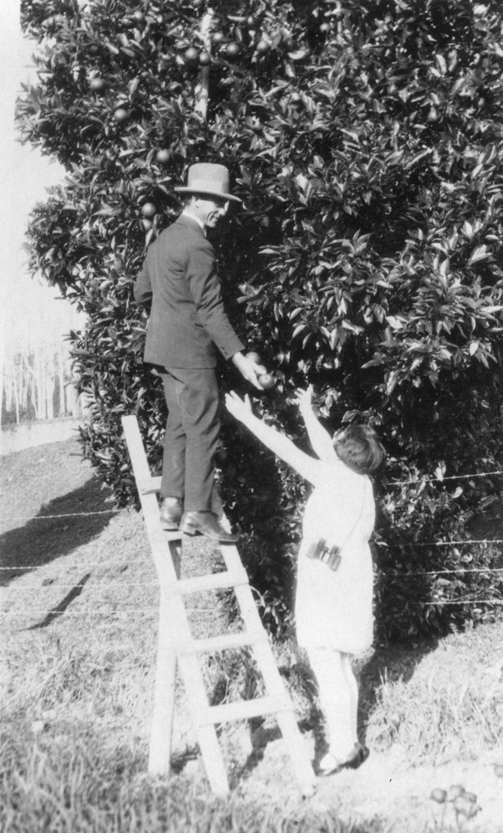 August Nelson with fruit tree in his garden, c. 1925