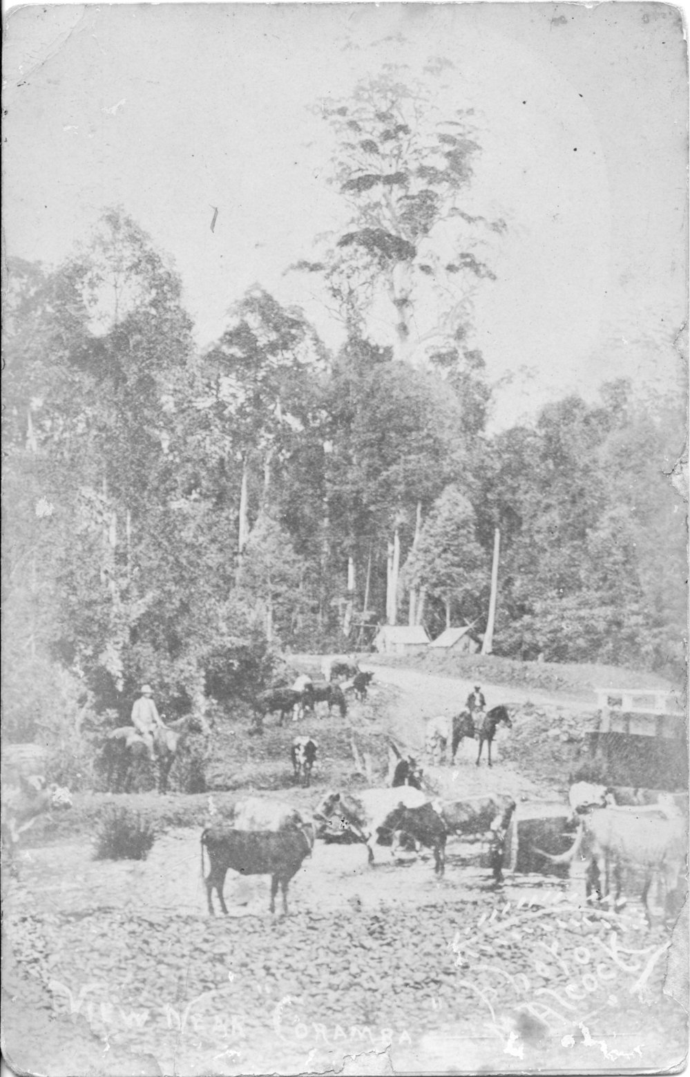 Cattle and horses at Coramba Junction on Star Creek, c.1915