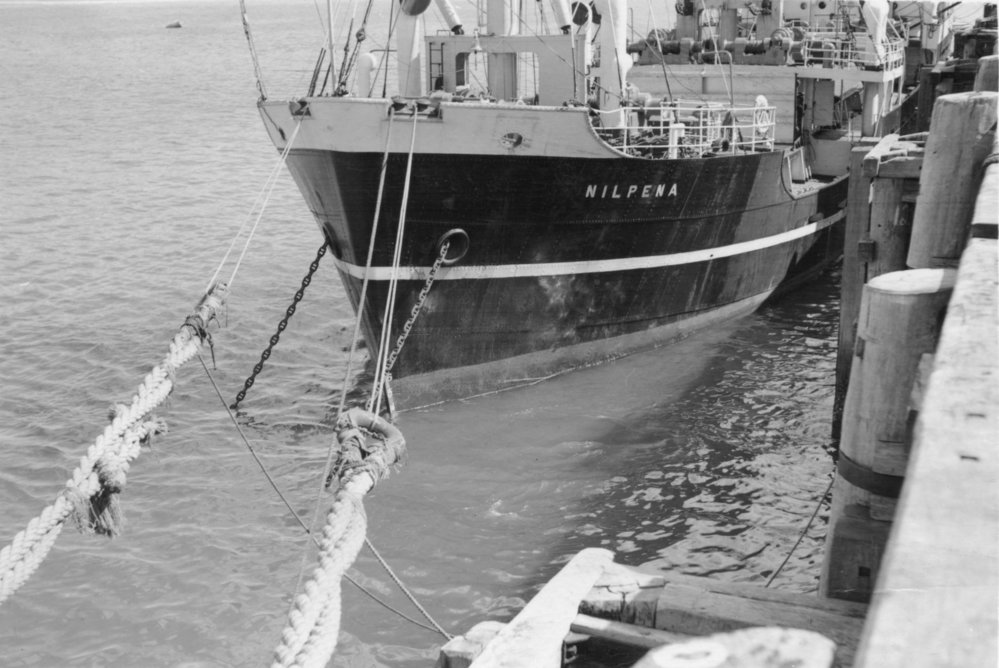 MV Nilpena at Coffs Jetty, 1957 