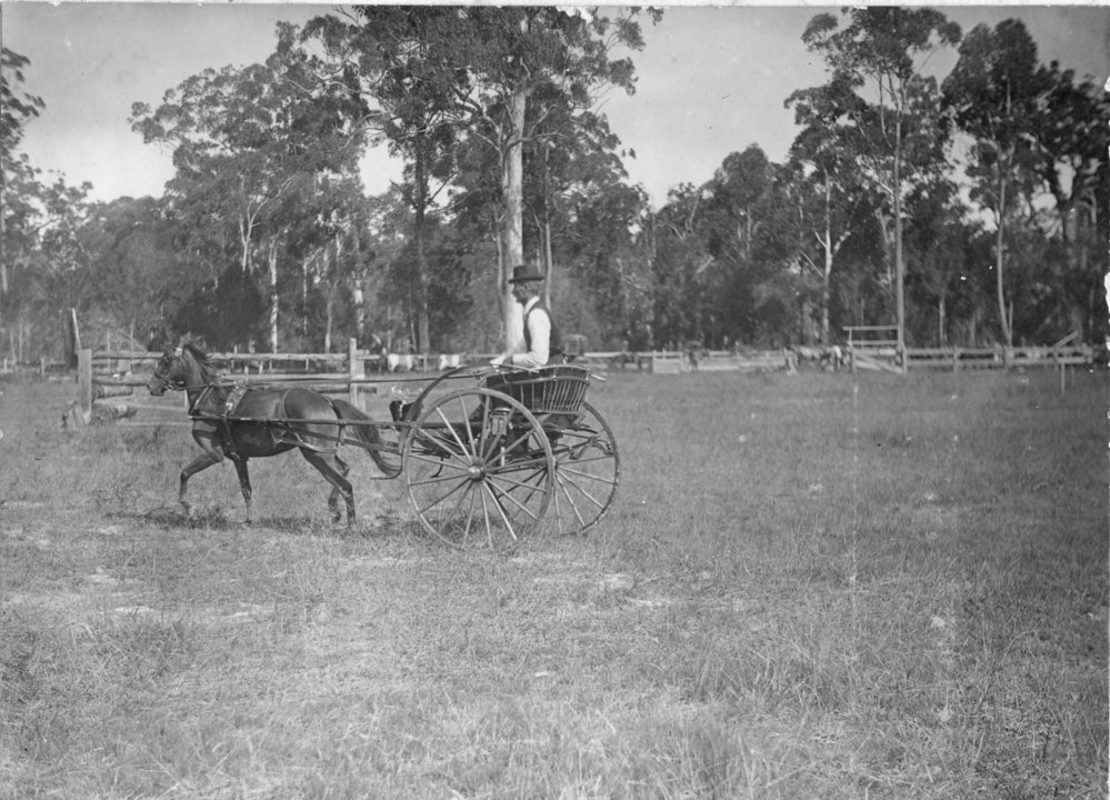 Charles Sharp driving his buggy at the Coffs Harbour Showground, c. 1914