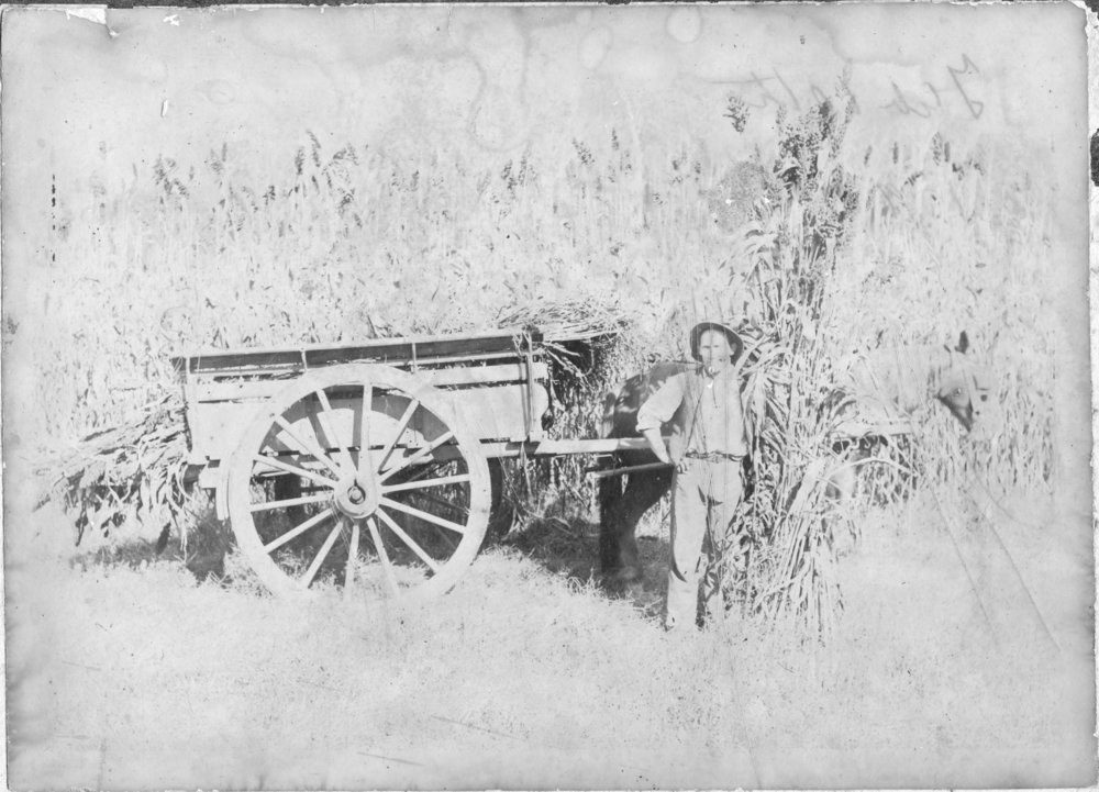 Edward Hoschke with horse and cart in a sorghum crop, c.1913 