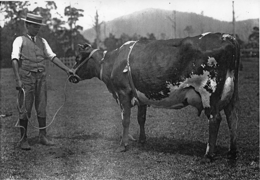 Farmer with an Australian Illawarra Shorthorn, c. 1910s