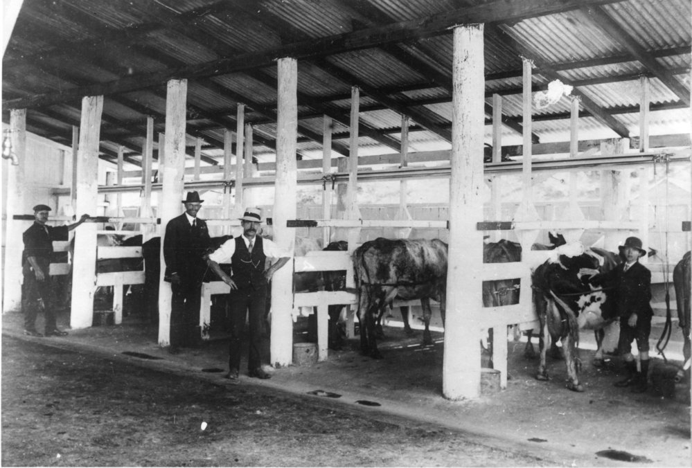 At William Mann's dairy, November 1916 