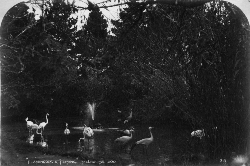 Melbourne Zoo, 1893