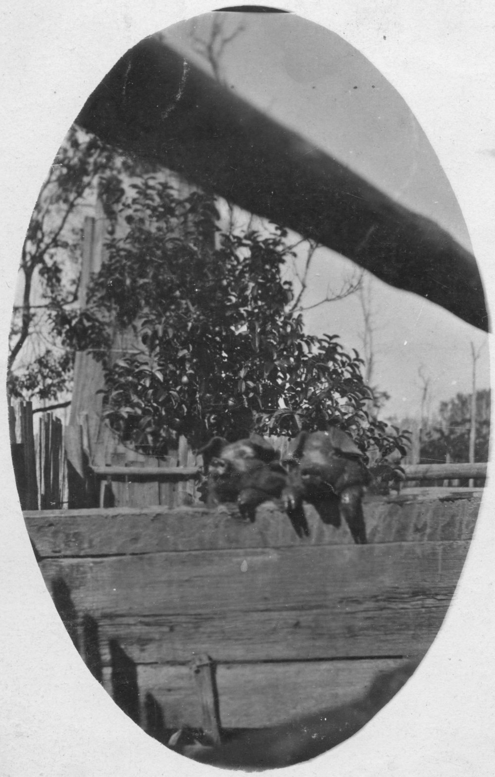 Pigsty at Arthur Eckford's farm, c.1930