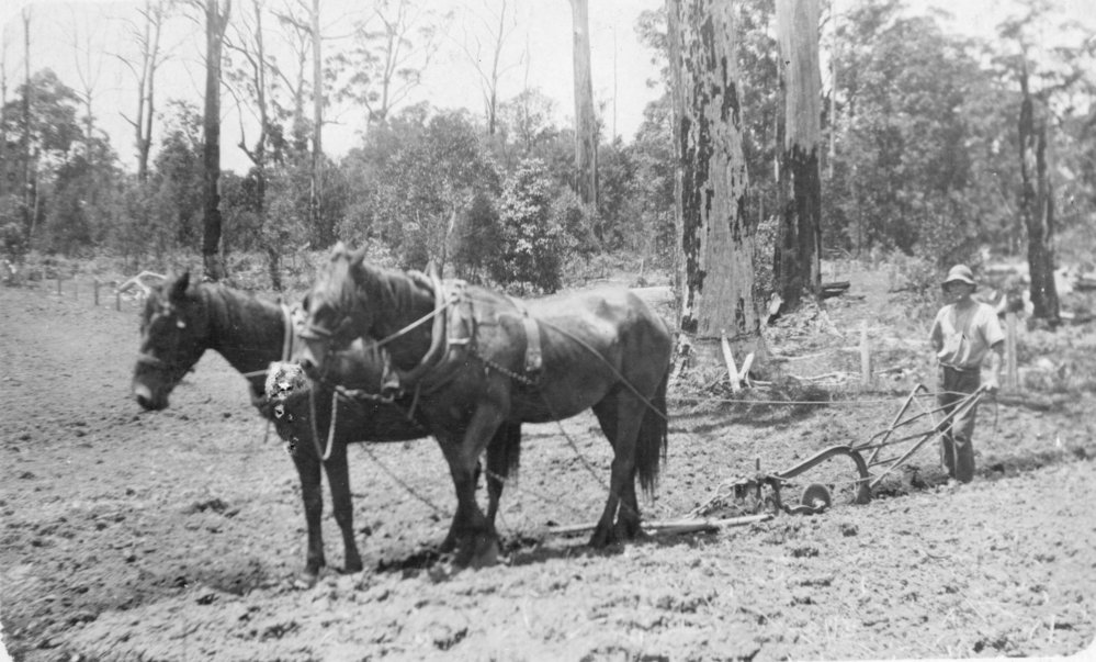 Eric Eckford ploughing on the family farm, c.1920