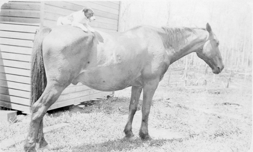 Eric Eckford's dog sitting on the back of his horse, c.1920