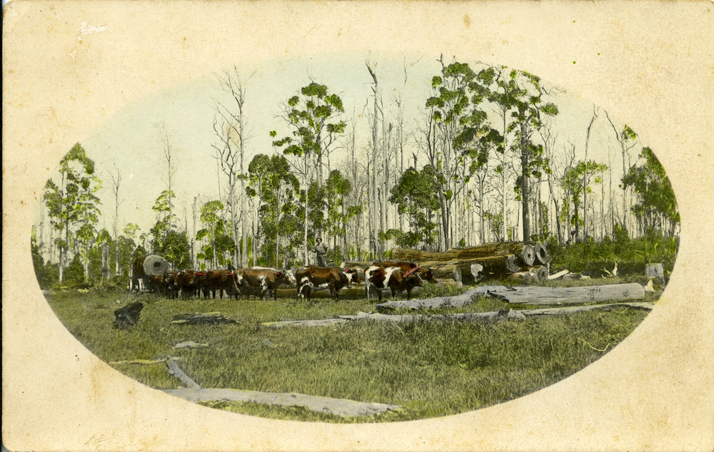 Bullock team, c.1935