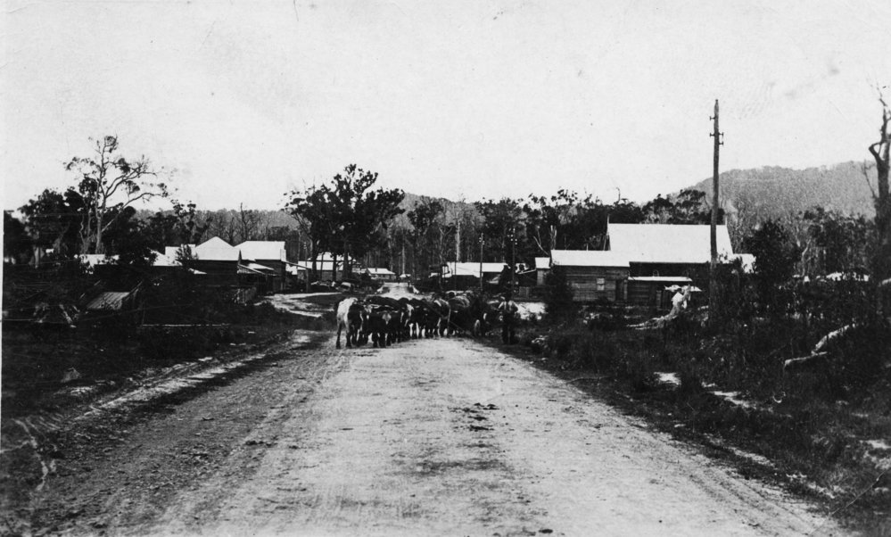 Bullock team on High Street, c. 1908