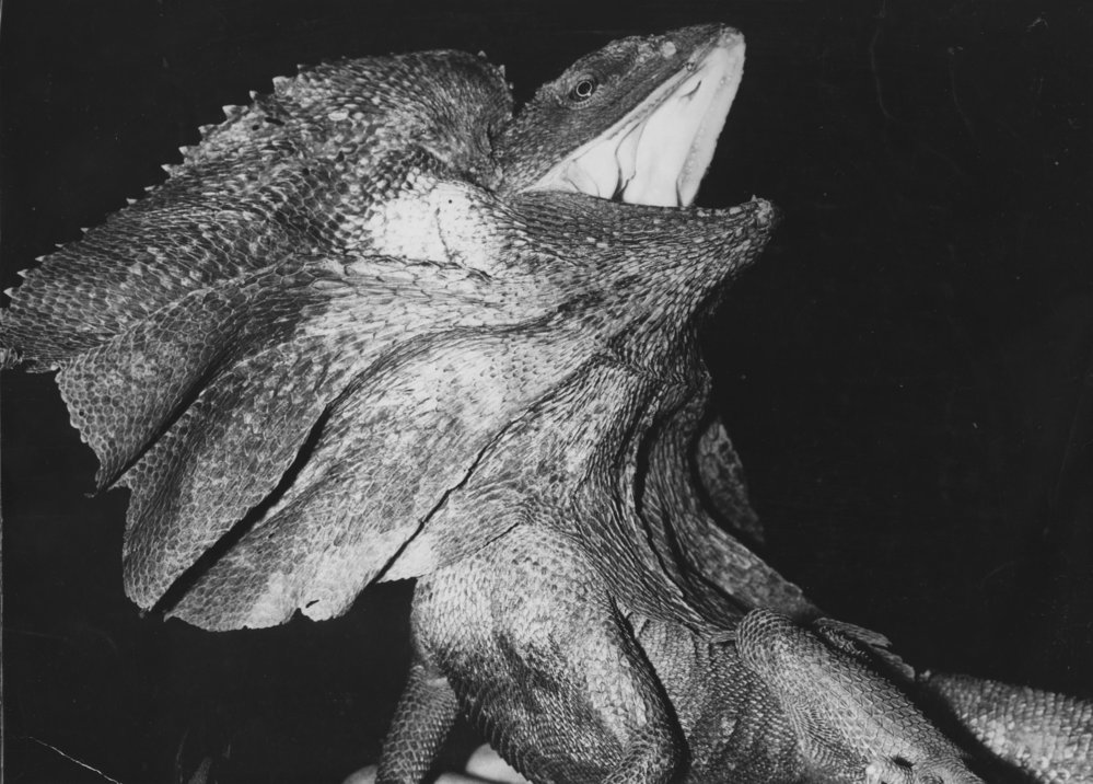 The frilled neck lizard at Kumbaingeri Sanctuary, 1970