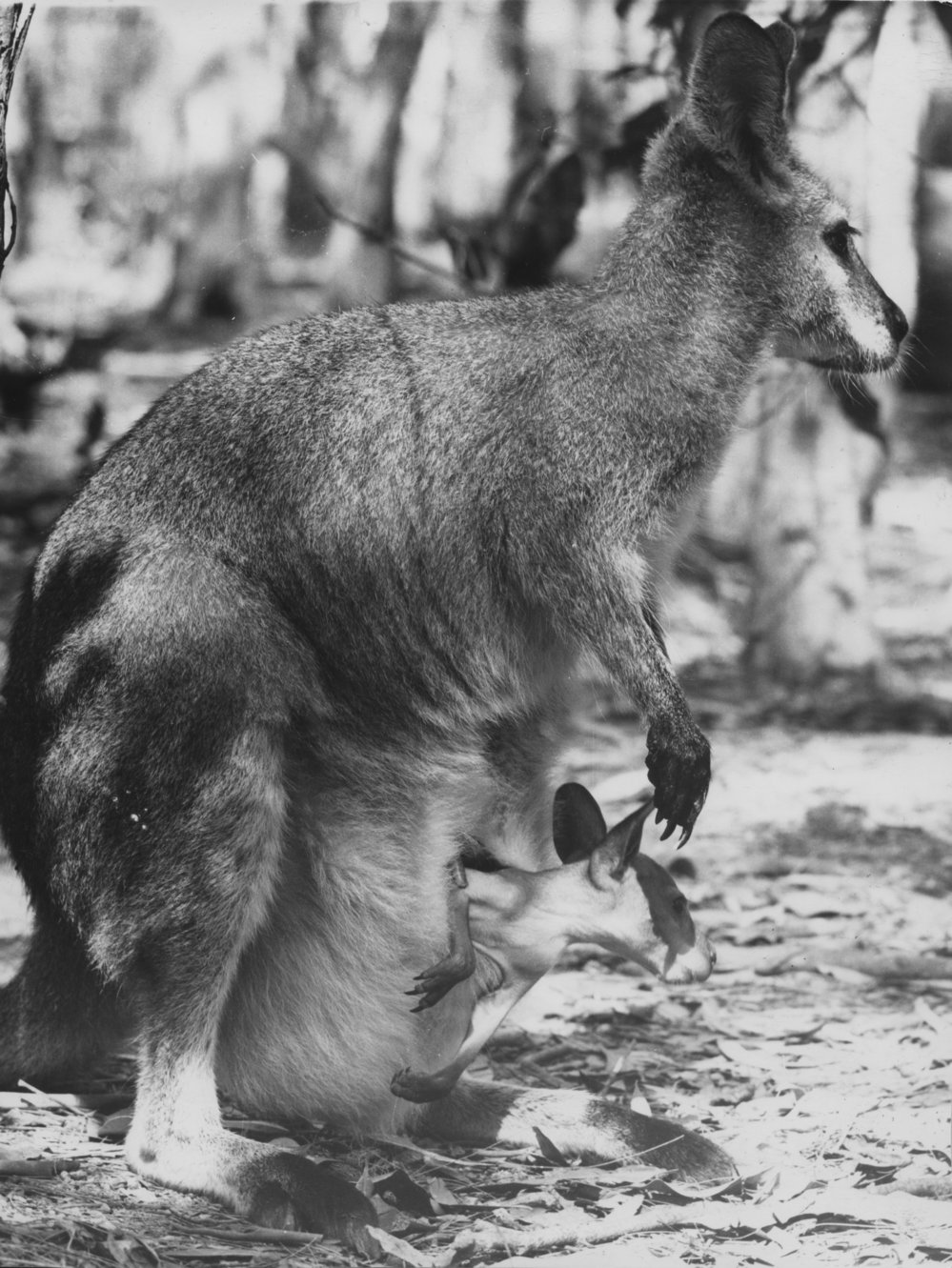 Kangaroo with joey