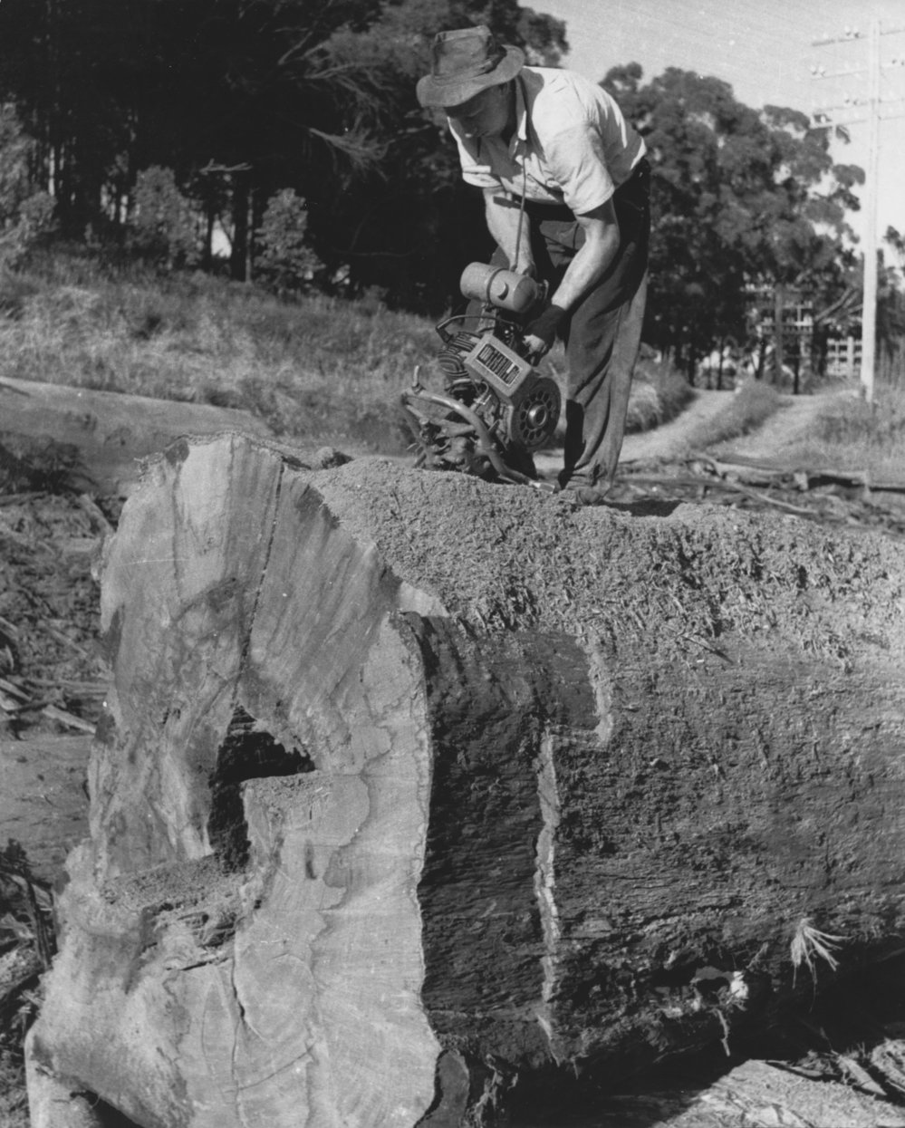 Mr Amos using one of the first one-man chainsaws in Coffs Harbour at Rippon's sawmill on Coramba Road, 1960