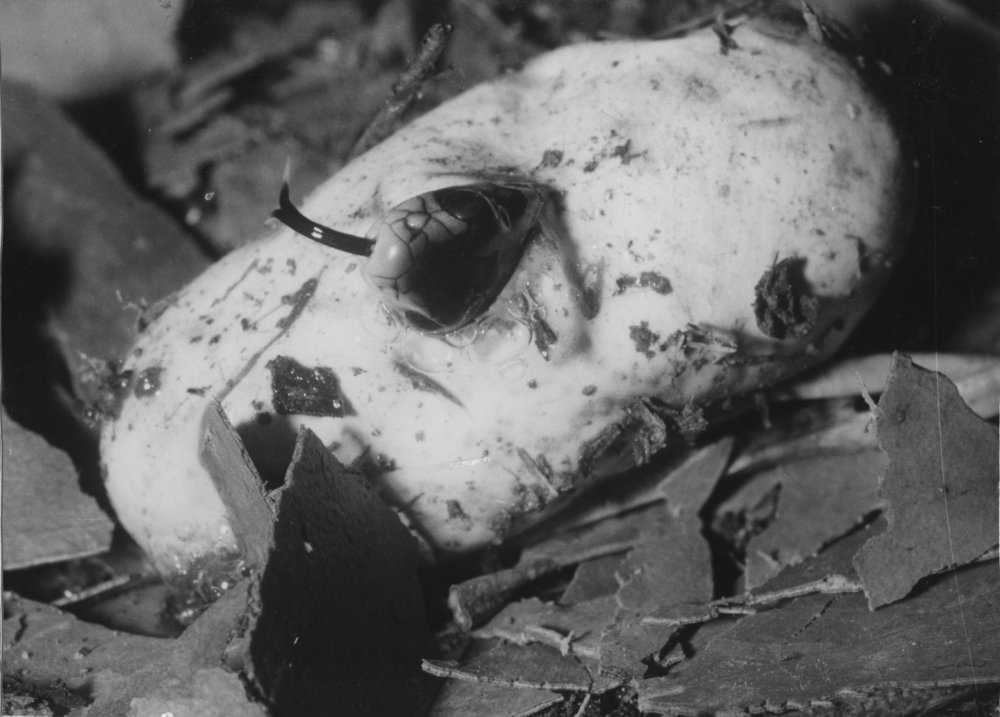 Brown snake being hatched, 1970