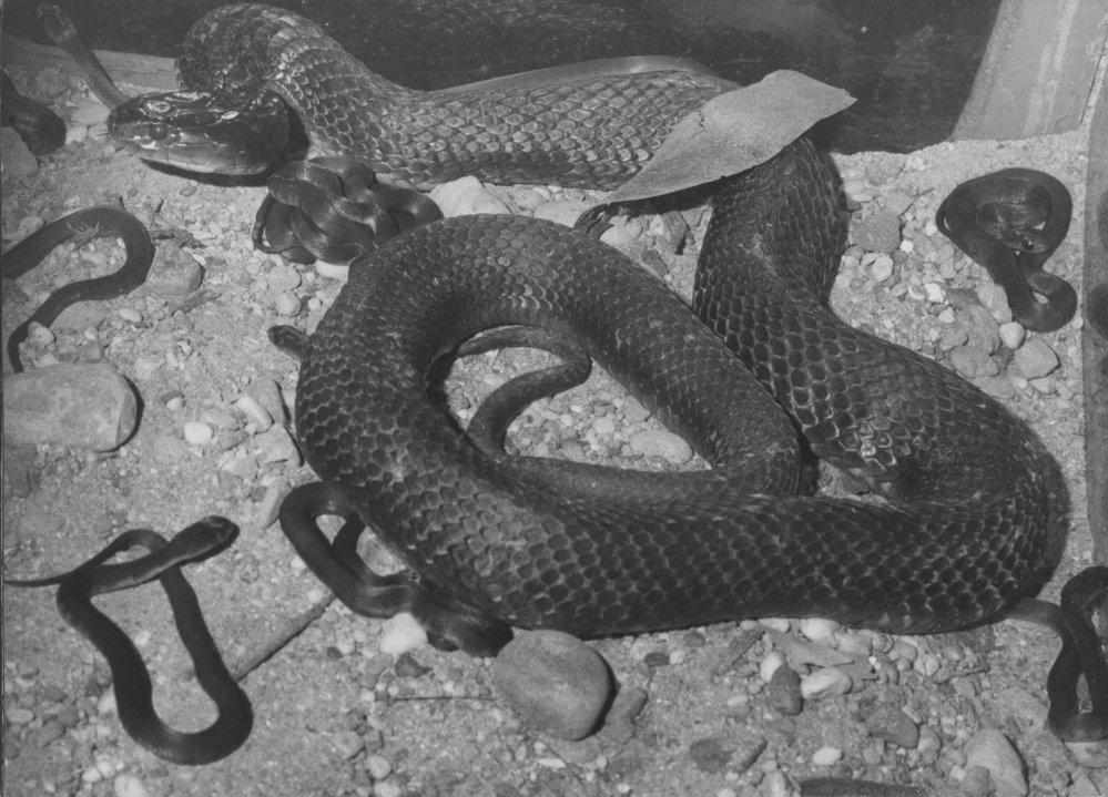 Baby tiger snake with mother, 13 March 1970