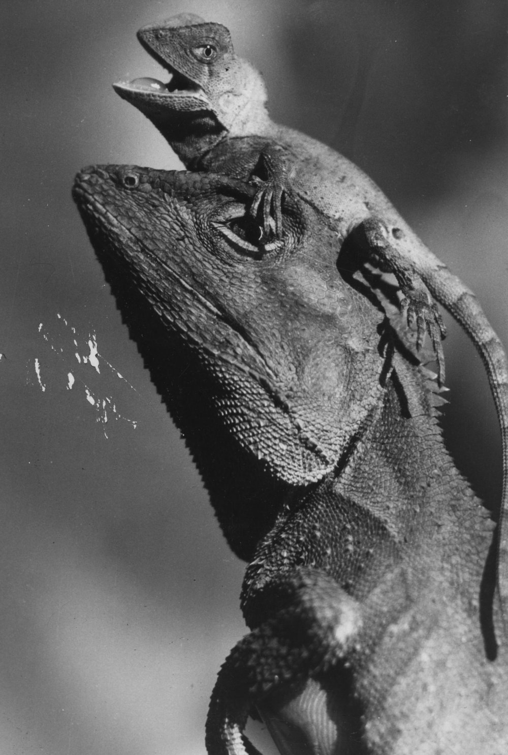 Rainforest Dragon mother with baby on its head, 1970