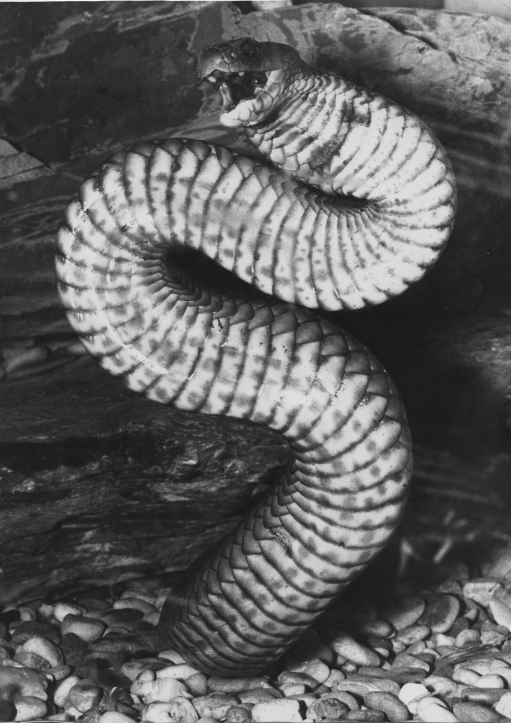 Brown snake striking at Kumbaingeri Zoo, 1970