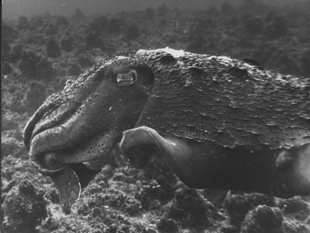 Large cuttlefish at South Solitary Island