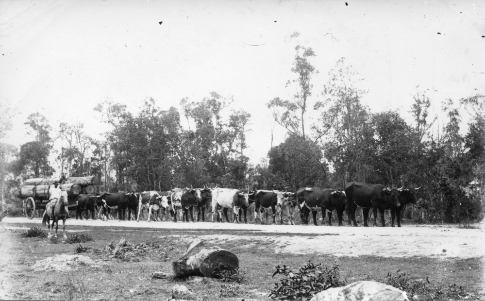 Keith Henry's bullock team on the Orara Way, c.1904 