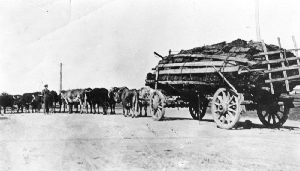 William Robinson's bullock team, c.1920
