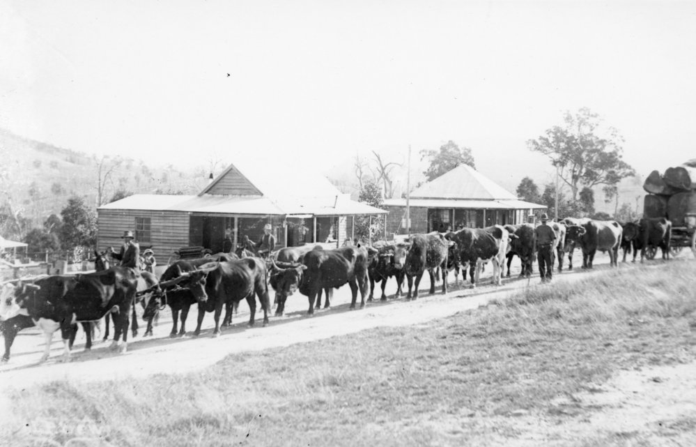 Bullock team with timber, c.1920