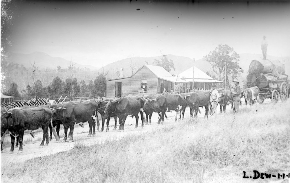 Bullock team with timber, c.1920