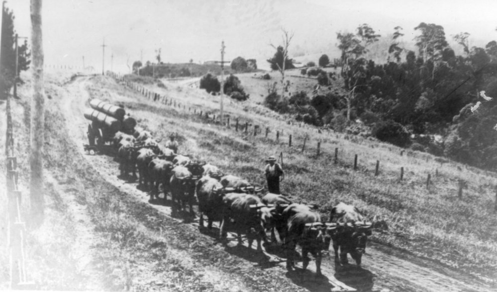 Whitney's bullock team hauling timber, 1920
