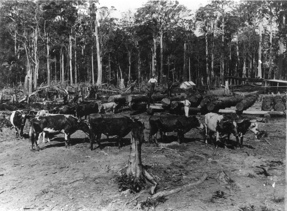 Norman &ldquo;Stuppie&rdquo; Mills in Coramba camp paddock at the Ulong turnoff, 1919