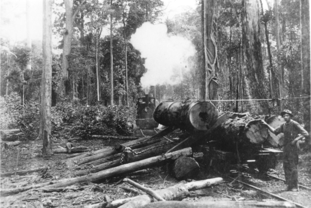 Winching logs onto the Coffs Harbour Timber Company's tramway wagon, c.1910