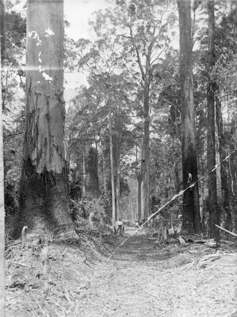 Tall timber felling, 1920