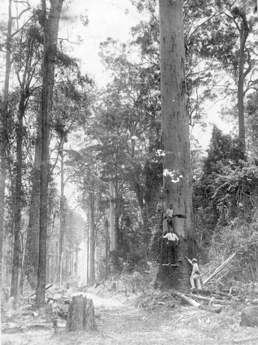 Early timber felling on the Eastern Dorrigo, 1920