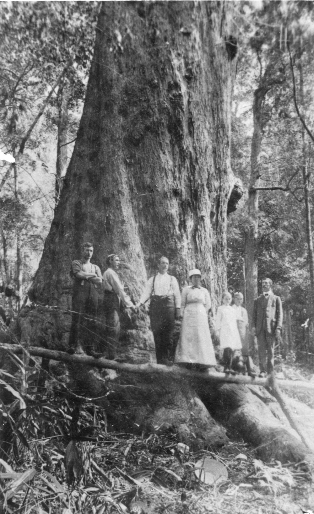 Blackbutt tree with sawyers and the England family, c. 1910
